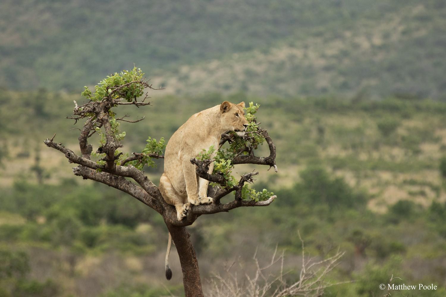 Male lion resting on a tree branch in Akagera National Park, Rwanda