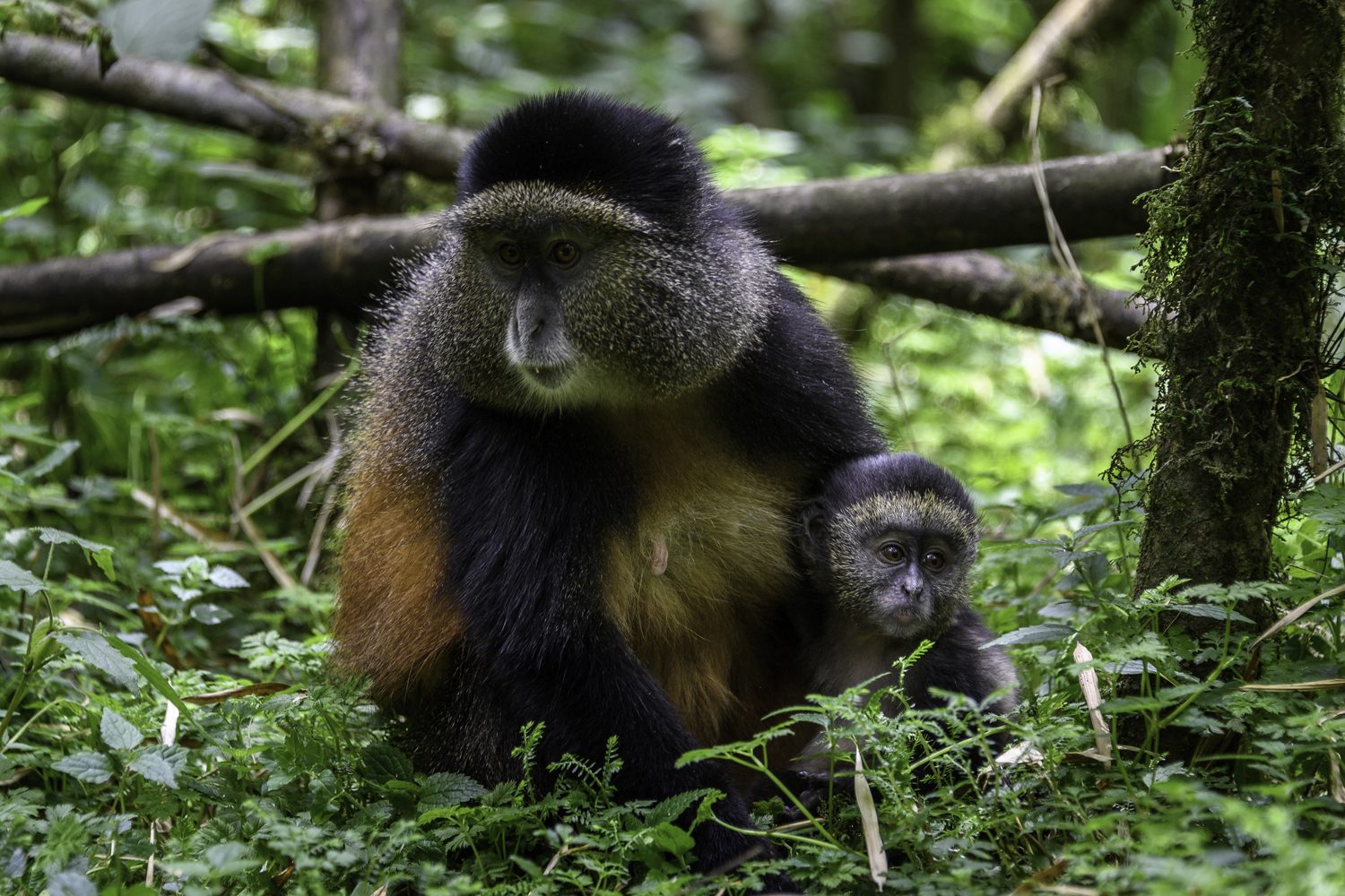 Bisate Lodge luxury villas nestled against the Virunga volcano backdrop
