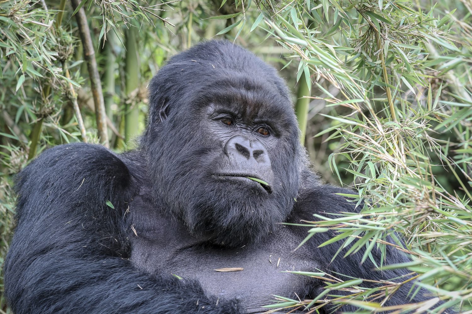 Mountain silverback among bamboo in Volcanoes National Park, Rwanda